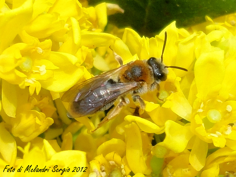 Andrena haemorrhoa (Apidae Andreninae)